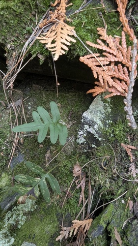 Polypodium virginianum observed 2026-10-25