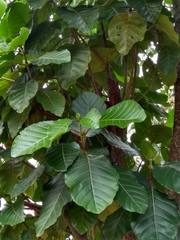 Cinchona officinalis