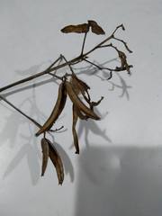 Cinchona officinalis