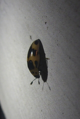 Ischyrus quadripunctatus quadripunctatus