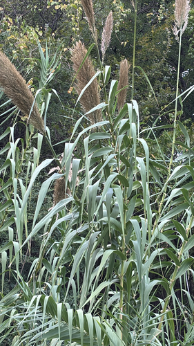Arundo donax observed 2026-10-26