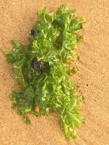 Ulva lactuca observed 2026-10-27
