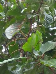 Cinchona officinalis