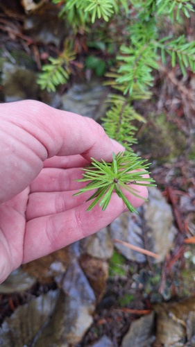 Abies lasiocarpa observed 2026-10-21