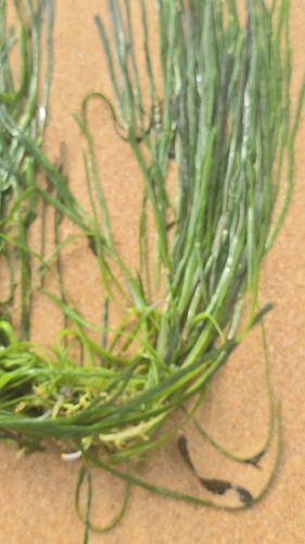 Caulerpa observed 2026-10-27