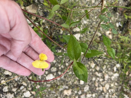Vigna luteola observed 2026-10-26