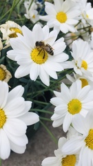 Argyranthemum frutescens