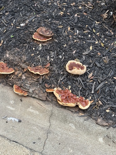 Ganoderma observed 2026-10-26