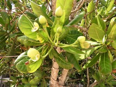 Pittosporum tobira