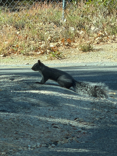 Sciurus griseus, 2026-10-25