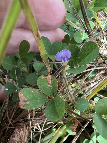 Grona triflora observed 2026-10-26
