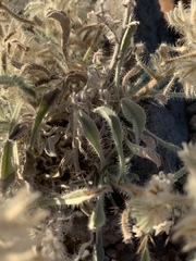 Oreocarya virginensis