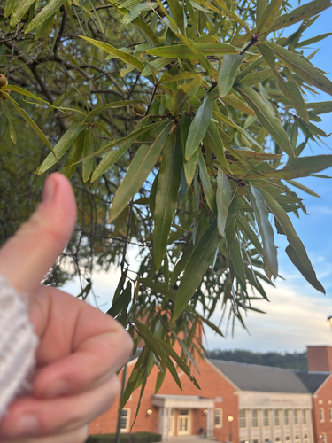 Quercus phellos observed 2026-10-26