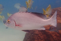 Plectorhinchus schotaf