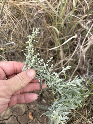 Artemisia ludoviciana, 2026-10-26