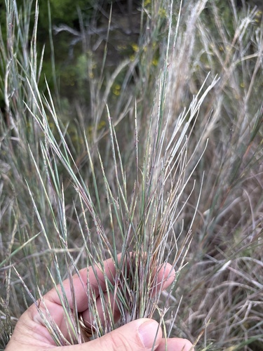 Schizachyrium scoparium observed 2026-10-26