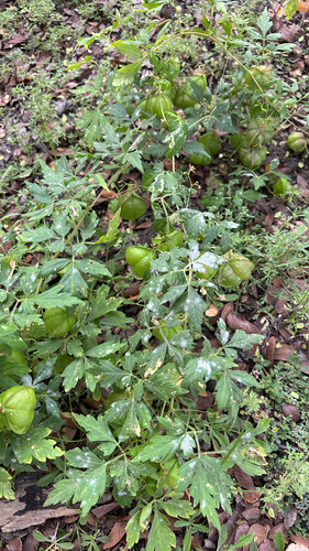 Cardiospermum halicacabum observed 2026-10-26
