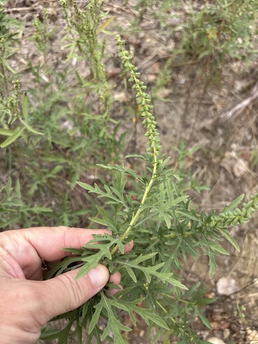 Ambrosia psilostachya observed 2026-10-26