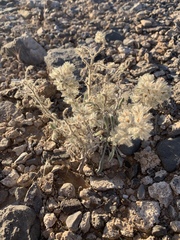 Oreocarya virginensis
