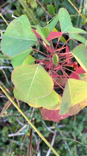 Triadica sebifera observed 2026-10-26