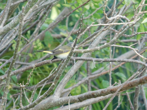 Setophaga ruticilla, 2026-10-26