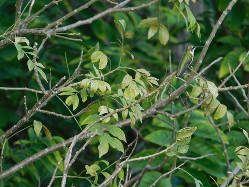 Archilochus colubris observed 2026-10-26