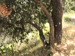 Euphydryas chalcedona chalcedona