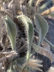 Oreocarya virginensis