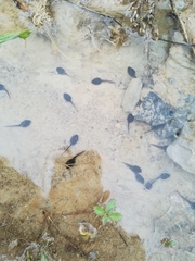 Bufotes viridis viridis