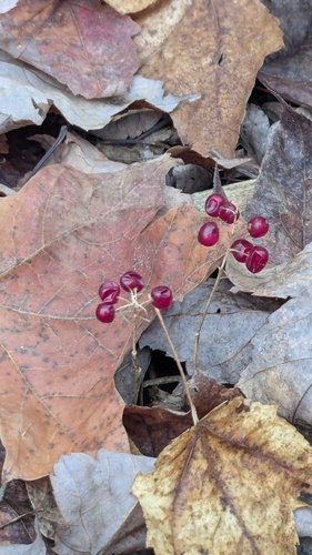 Maianthemum canadense observed 2026-10-25