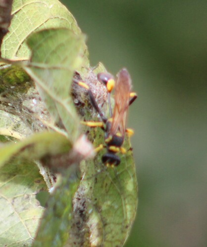 Sceliphron caementarium observed 2026-10-26
