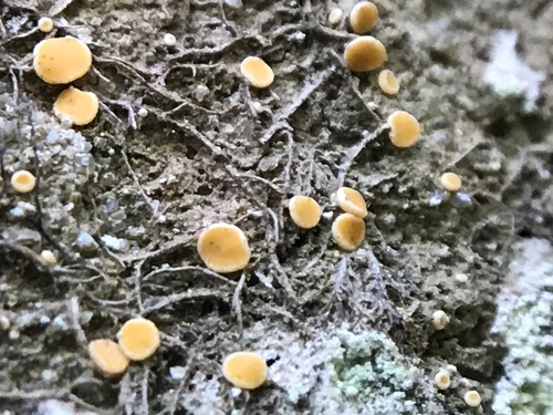Orange Dimple Lichen