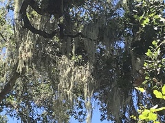Euphydryas chalcedona chalcedona