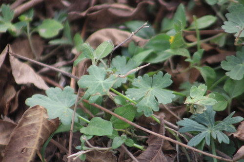 Callirhoe involucrata, 2026-10-26