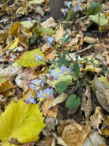 Symphyotrichum cordifolium, 2026-10-26