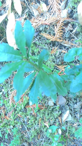Chimaphila umbellata observed 2026-10-26