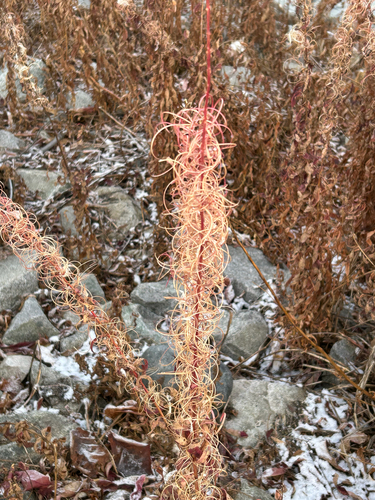 Chamaenerion angustifolium observed 2026-10-25