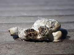 Colaptes auratus