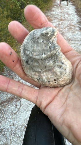 Crassostrea virginica observed 2026-10-26