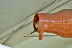 Troglodytes aedon aedon