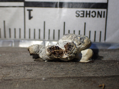 Colaptes auratus