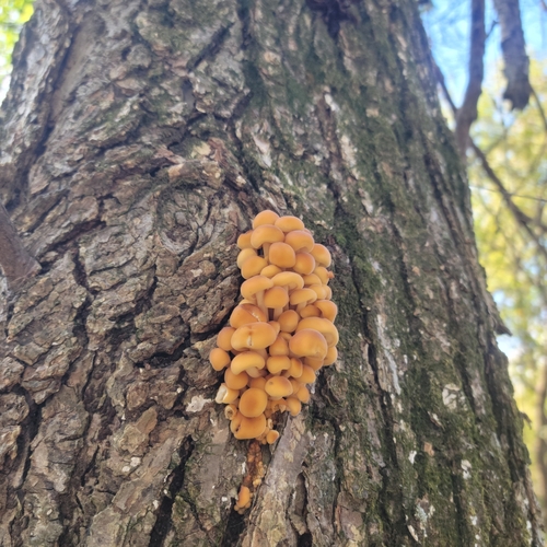Flammulina velutipes observed 2026-10-26