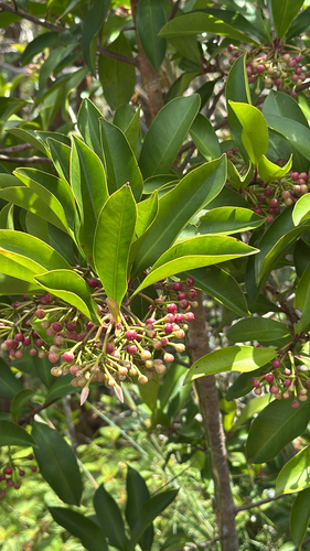 Ardisia observed 2026-10-26