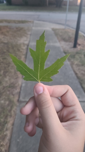 Acer saccharinum, 2026-10-26