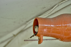 Troglodytes aedon aedon