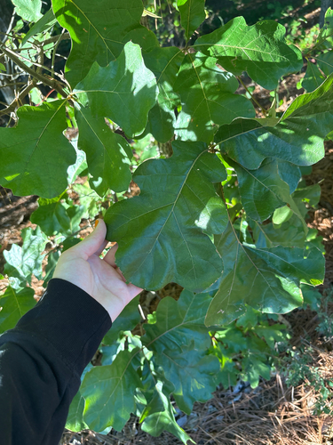 Quercus velutina, 2026-10-26