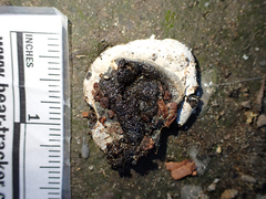 Colaptes auratus
