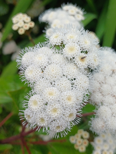 Ageratina adenophora observed 2026-10-27