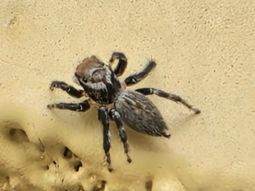 Acmaea observed 2026-10-27