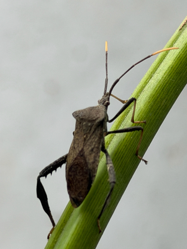 Acanthocephala observed 2026-10-26